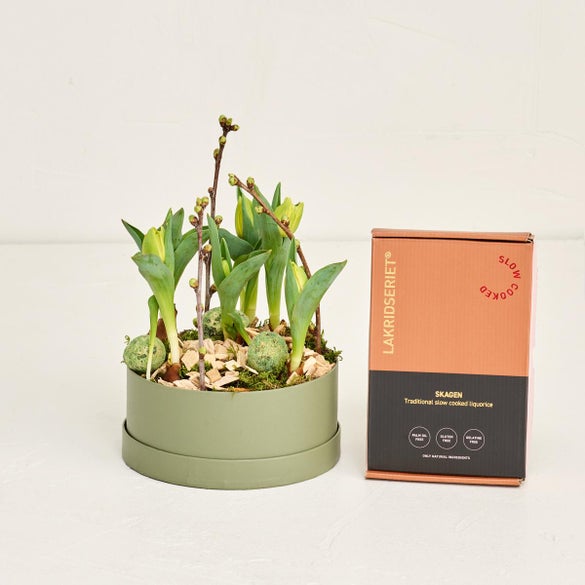 Hatteæske med babytulipaner med Lakridseriet Skagen